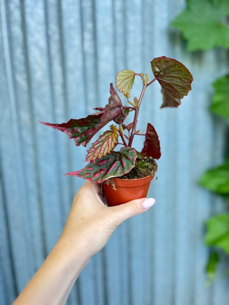 Begonia Mila’s Miracle