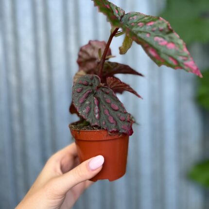 Begonia Mila’s Miracle