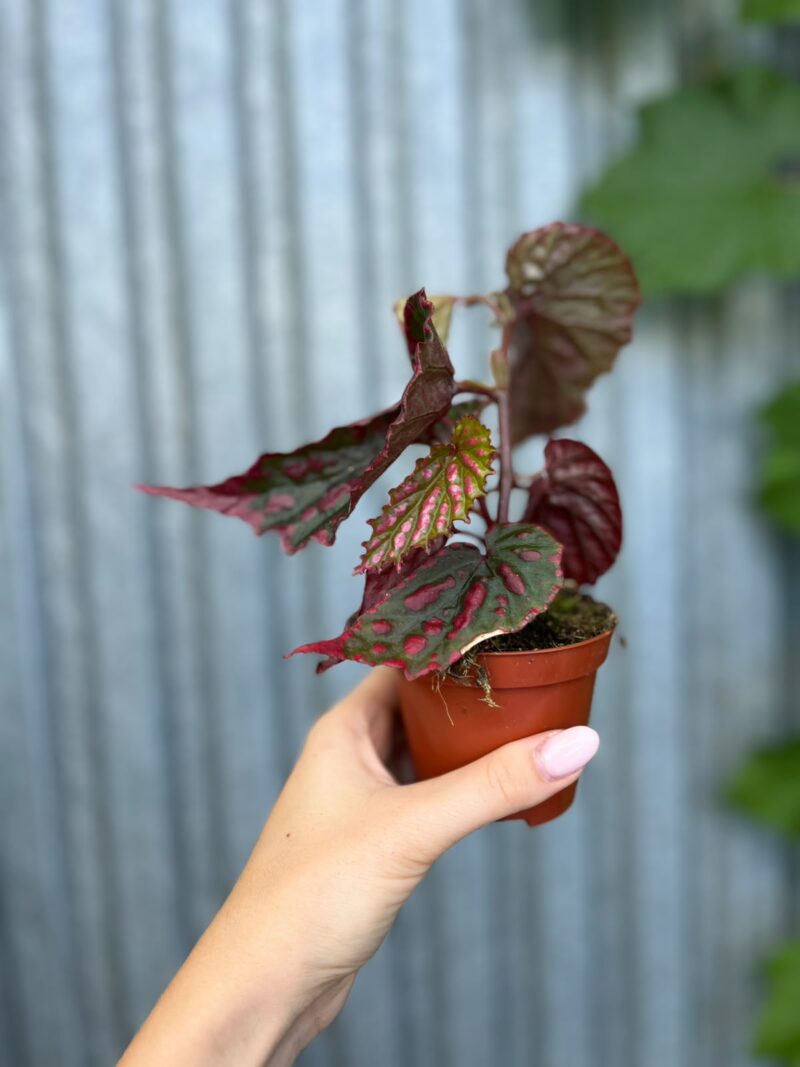 Begonia Mila’s Miracle