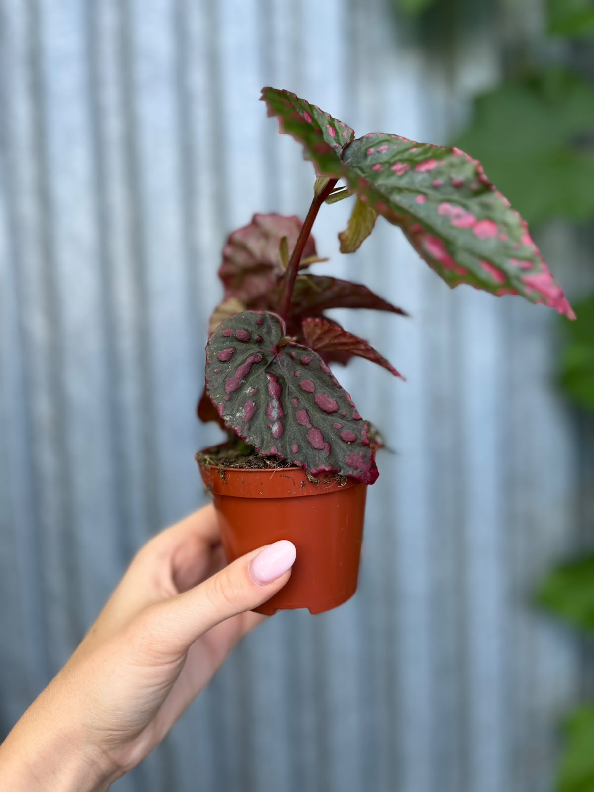Begonia Mila's Miracle