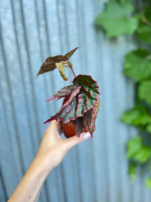Begonia Mila’s Miracle