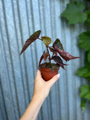 Begonia Mila’s Miracle