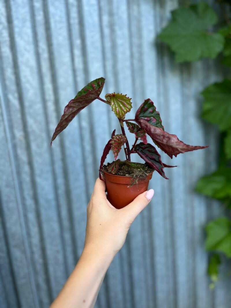 Begonia Mila’s Miracle