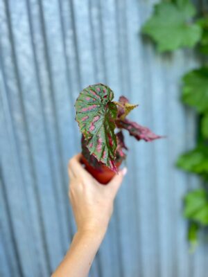 Begonia Mila’s Miracle