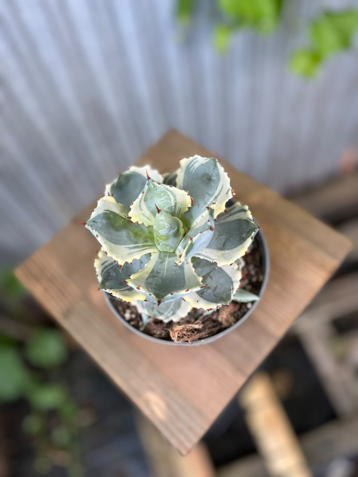 Agave Potatorum Variegata | Agawa