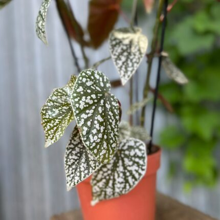Begonia Snowcap