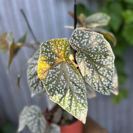 Begonia Snowcap