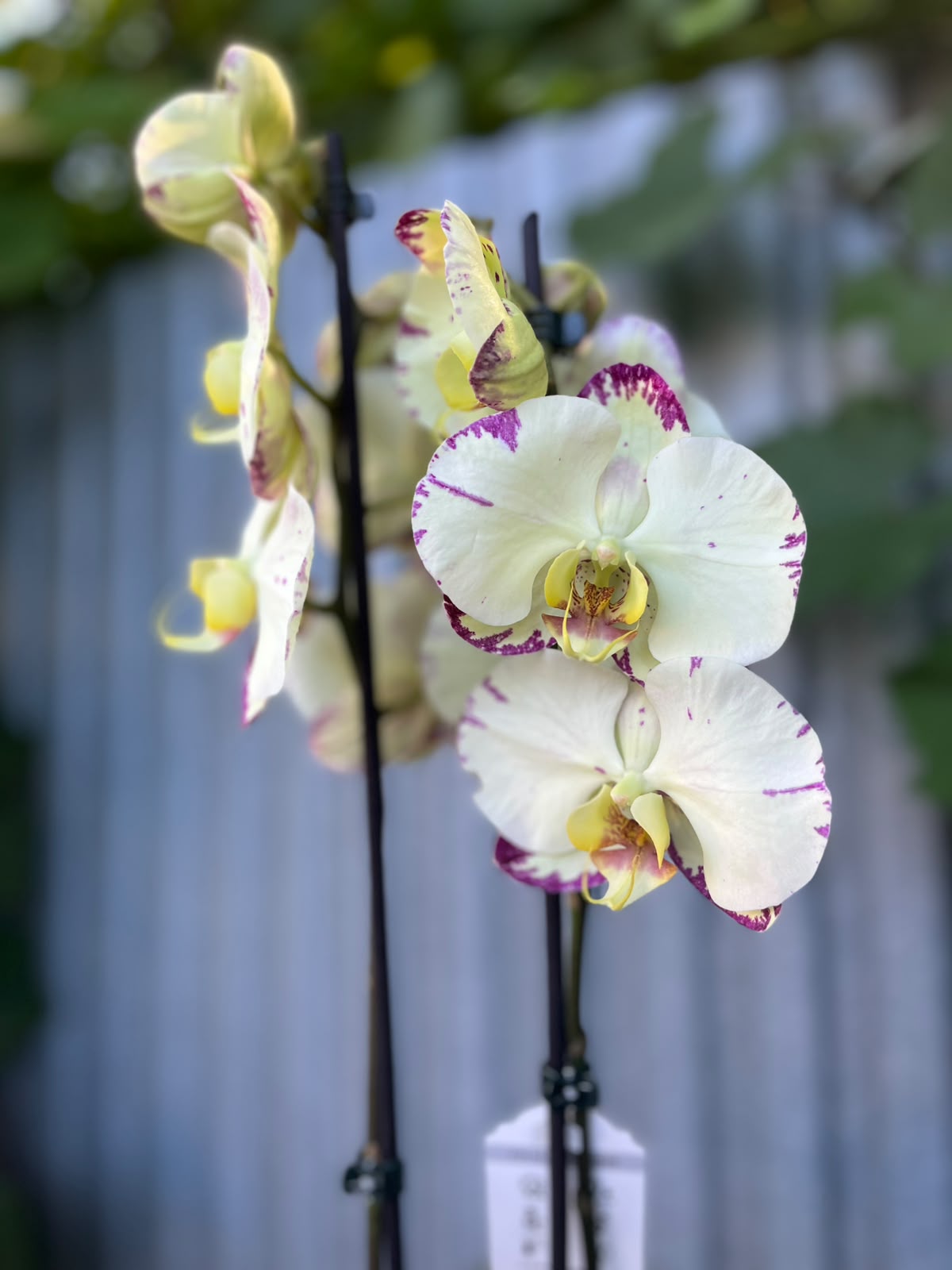 Phalaenopsis 'Rainbow BS' | Storczyk
