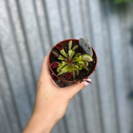 Dionaea Muscipula | Muchołówka
