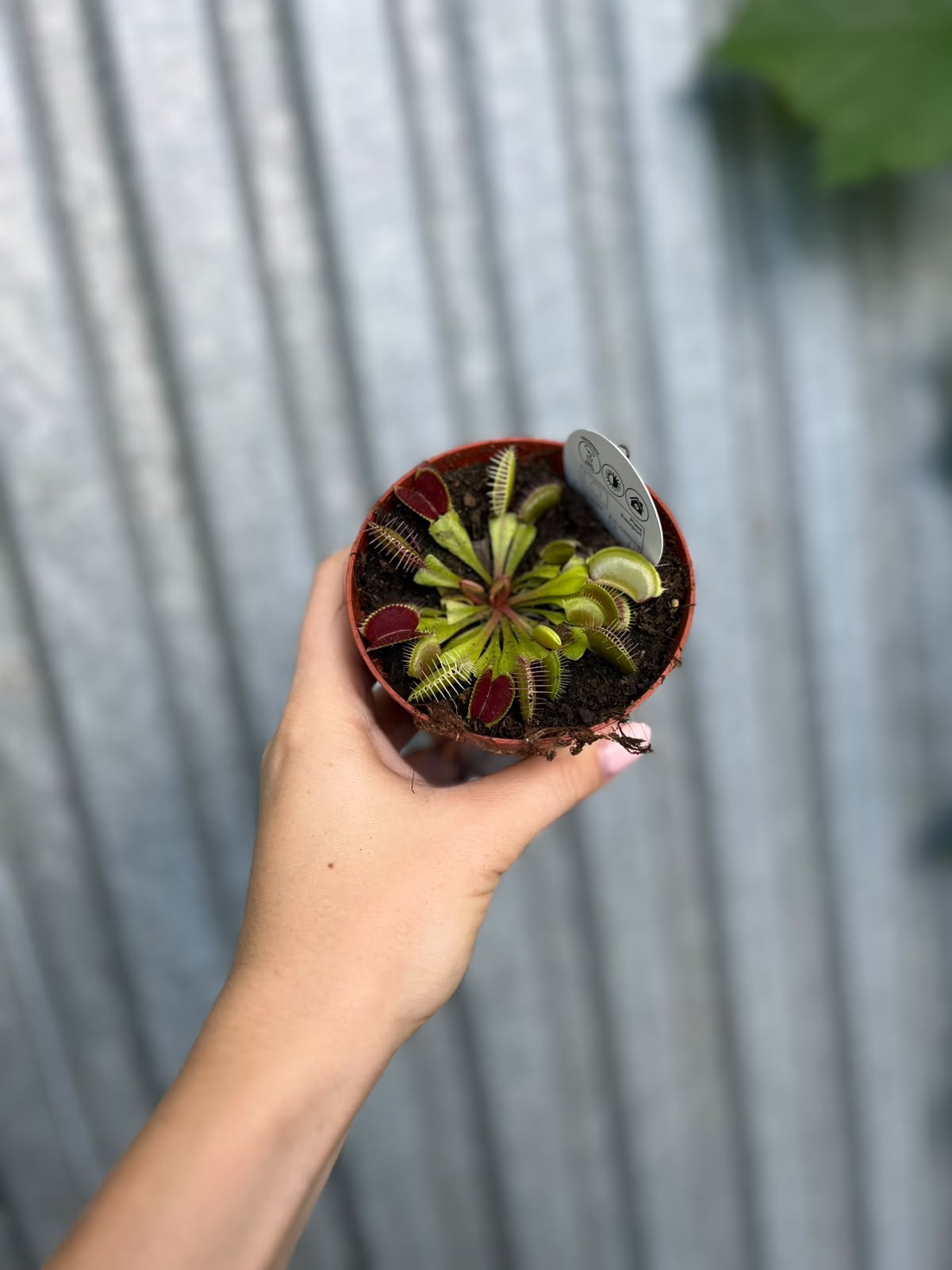 Dionaea Muscipula | Muchołówka