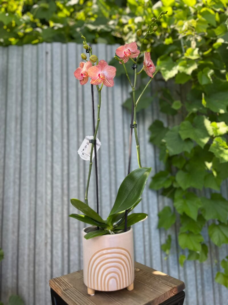 Phalaenopsis Anthura Ravello | Storczyk przekiwtający