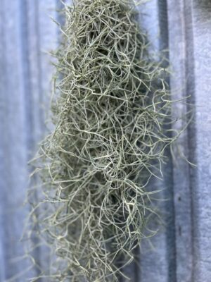 Tillandsia usneoides | Oplątwa