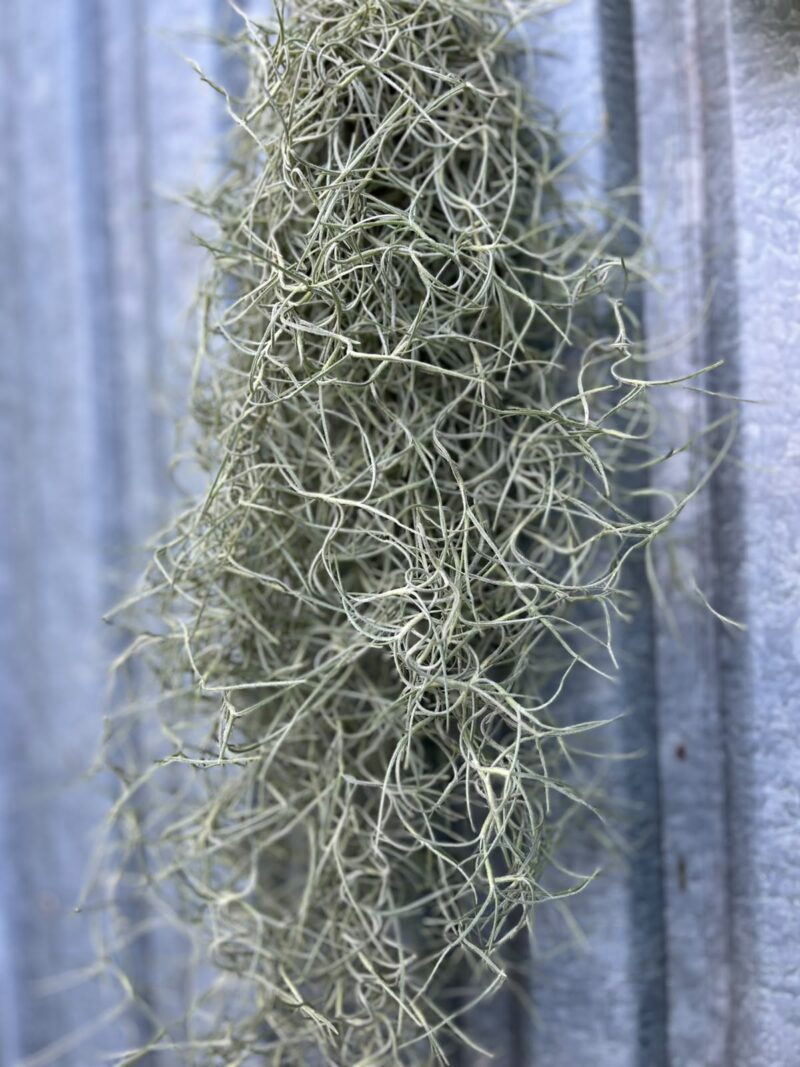 Tillandsia usneoides | Oplątwa