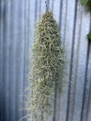Tillandsia usneoides | Oplątwa