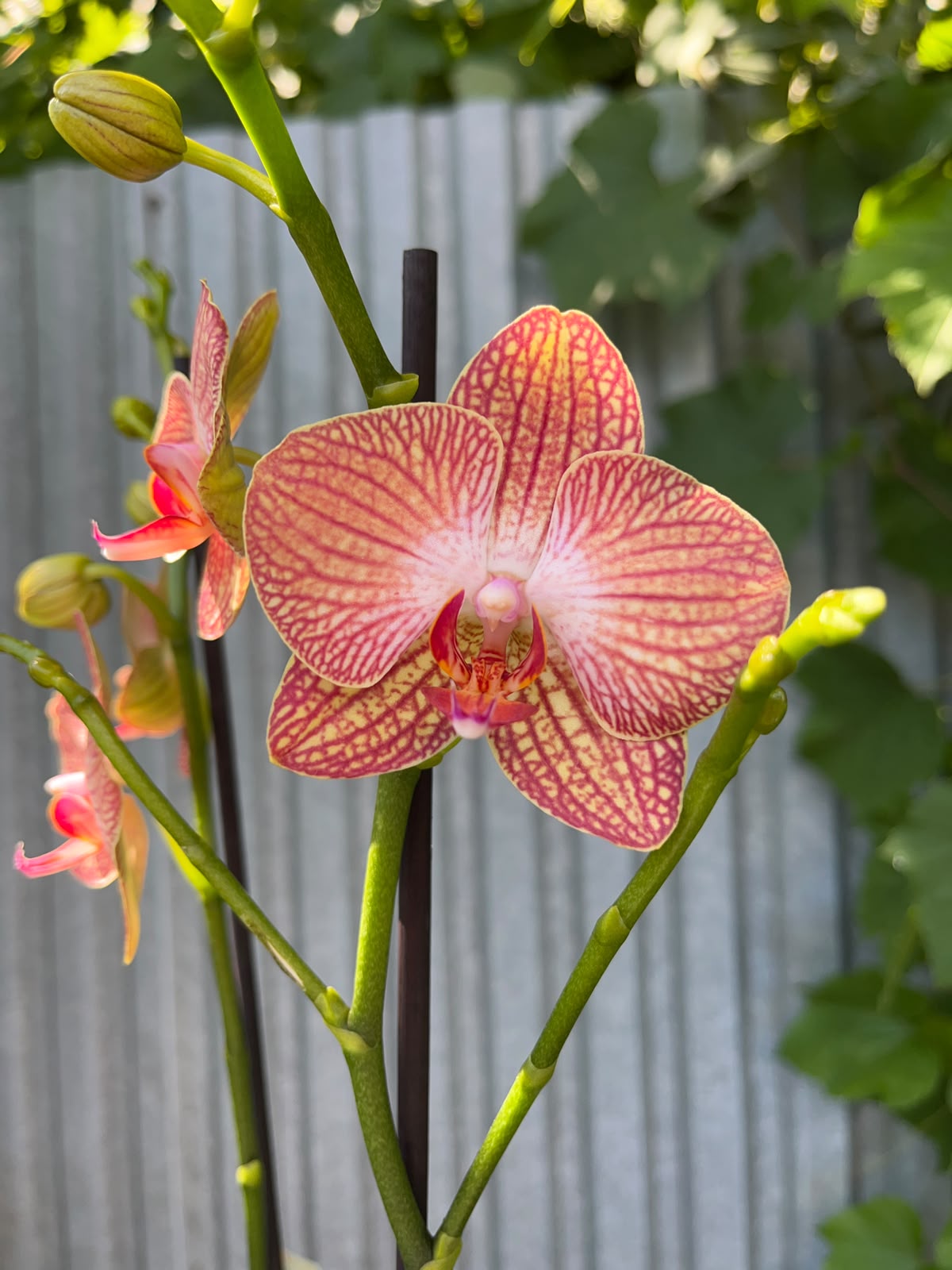 Phalaenopsis Anthura Ravello | Storczyk