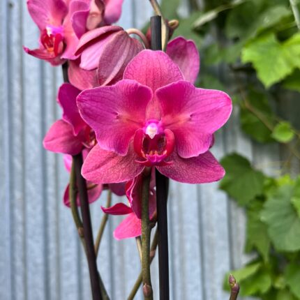 phalaenopsis pavarotti peloric | Storczyk
