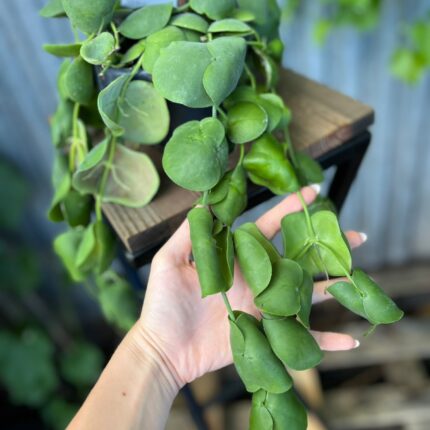Dischidia platyphylla