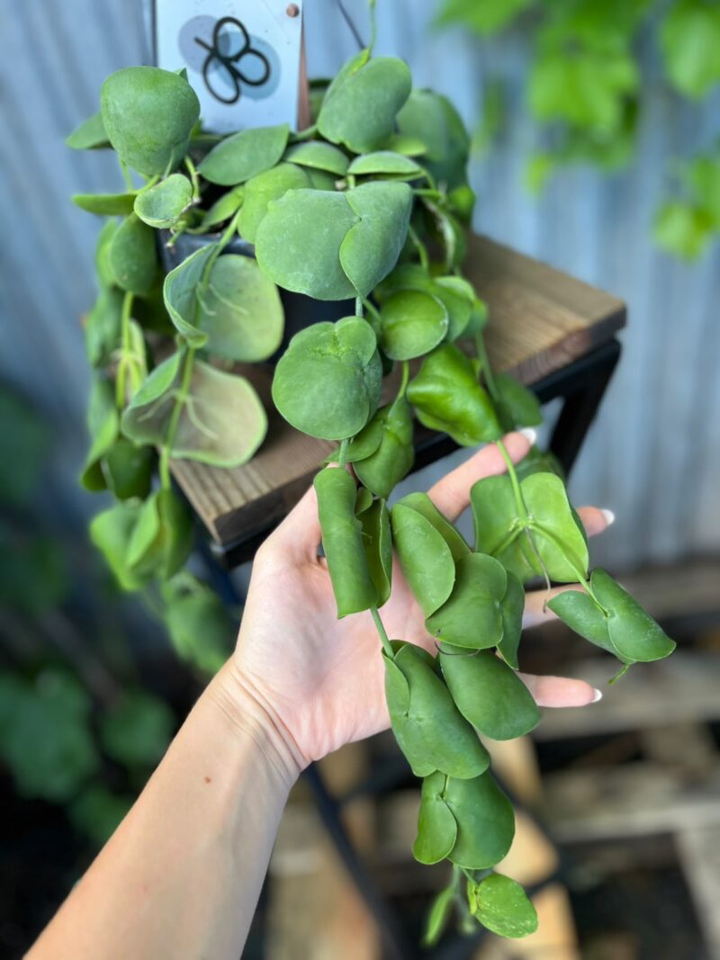 Dischidia platyphylla Dischidia platyphylla