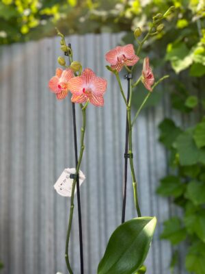 Phalaenopsis Anthura Ravello | Storczyk przekiwtający