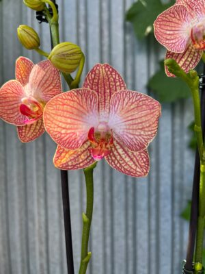Phalaenopsis Anthura Ravello | Storczyk przekiwtający