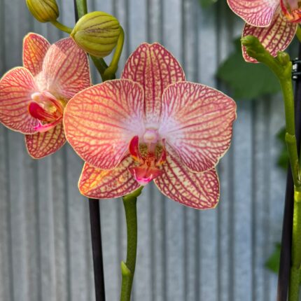 Phalaenopsis Anthura Ravello | Storczyk