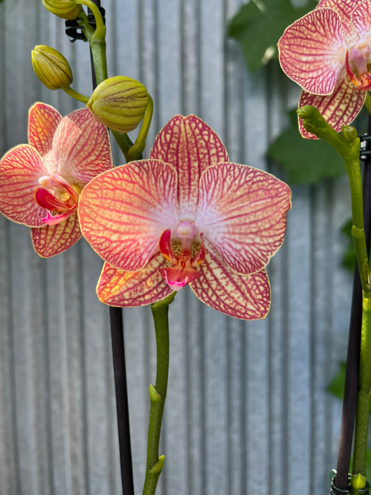 Phalaenopsis Anthura Ravello | Storczyk