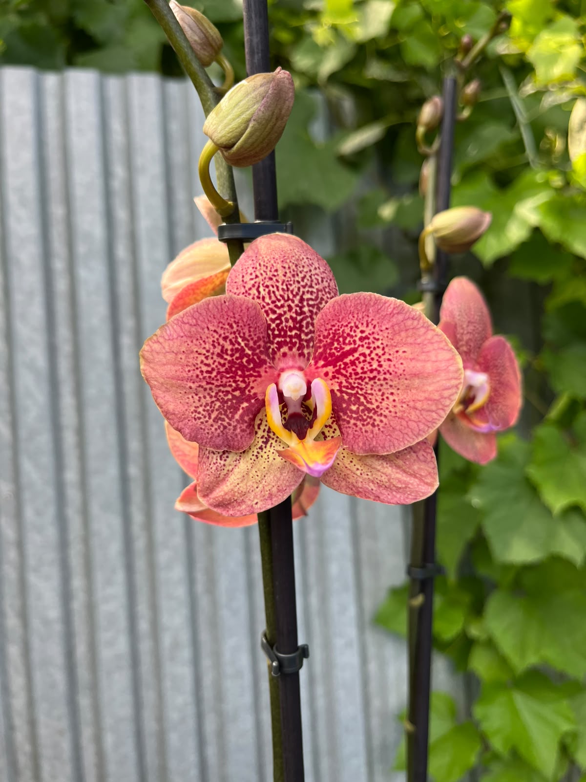 Phalaenopsis Anthura Toulon | Storczyk