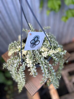 Dischidia Ruscifolia Variegata