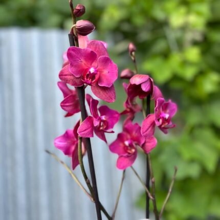 phalaenopsis pavarotti peloric | Storczyk