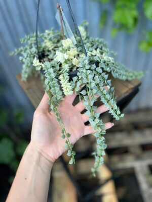 Dischidia Ruscifolia Variegata