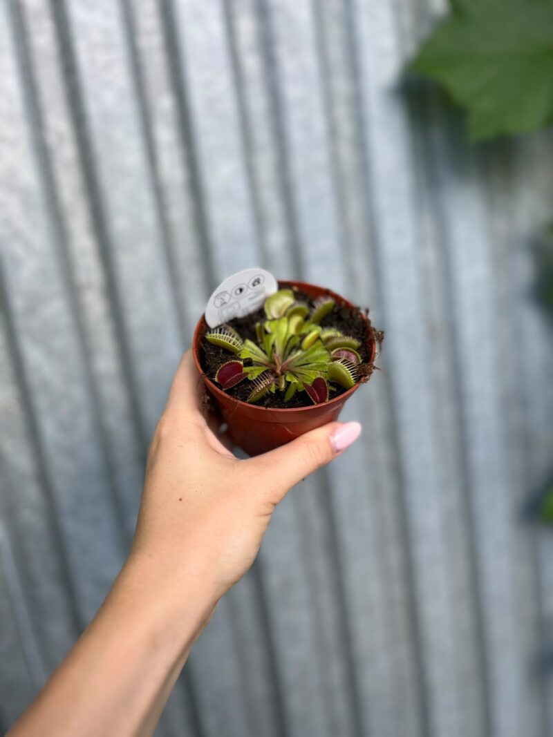 Dionaea Muscipula | Muchołówka