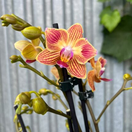 Phalaenopsis Chingruey’s Goldstaff peloric | Storczyk z pędem terminalnym