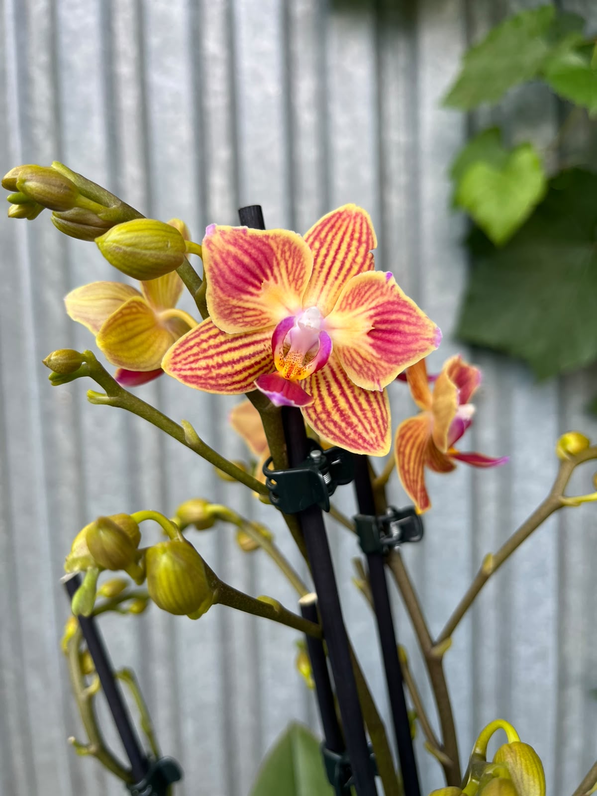 Phalaenopsis Chingruey's Goldstaff peloric | Storczyk
