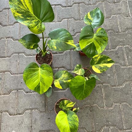Monstera Aurea Marmorata
