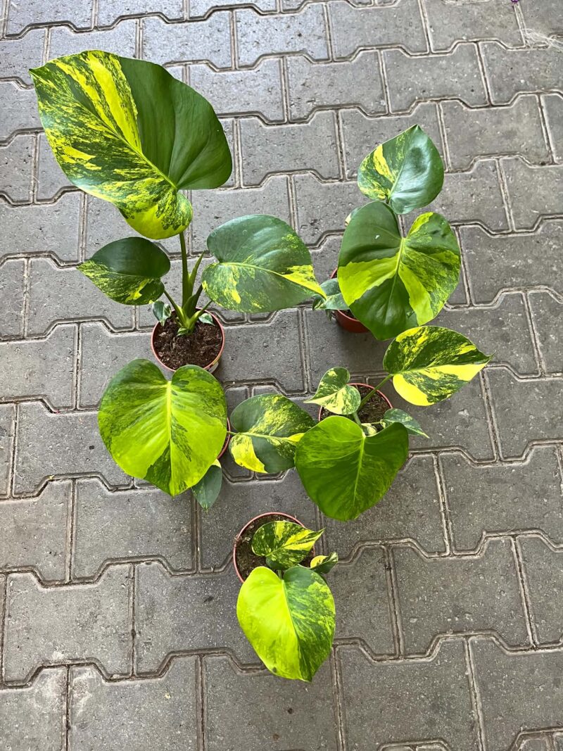 Monstera Aurea Marmorata