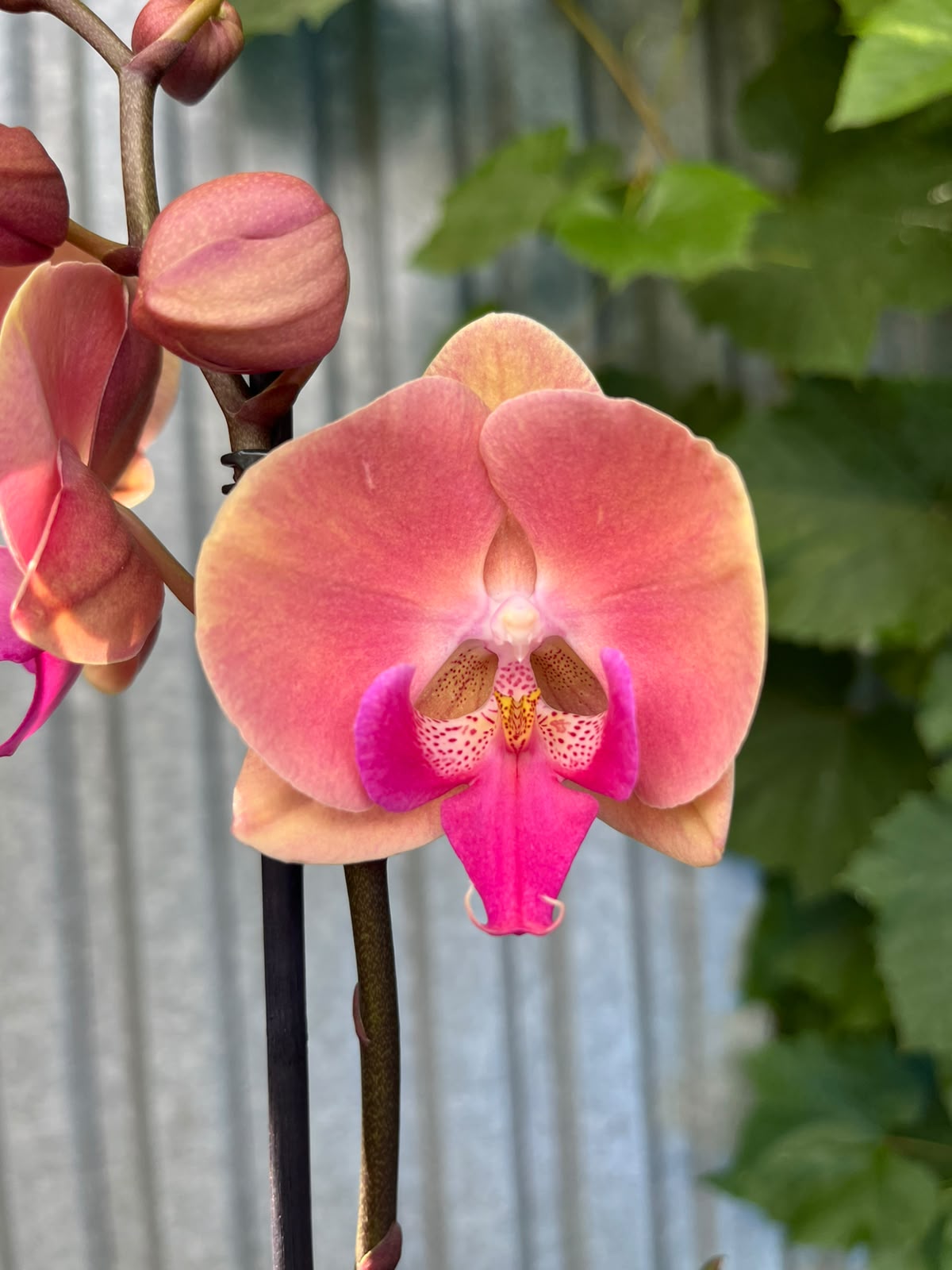 Phalaenopsis Menton | Storczyk