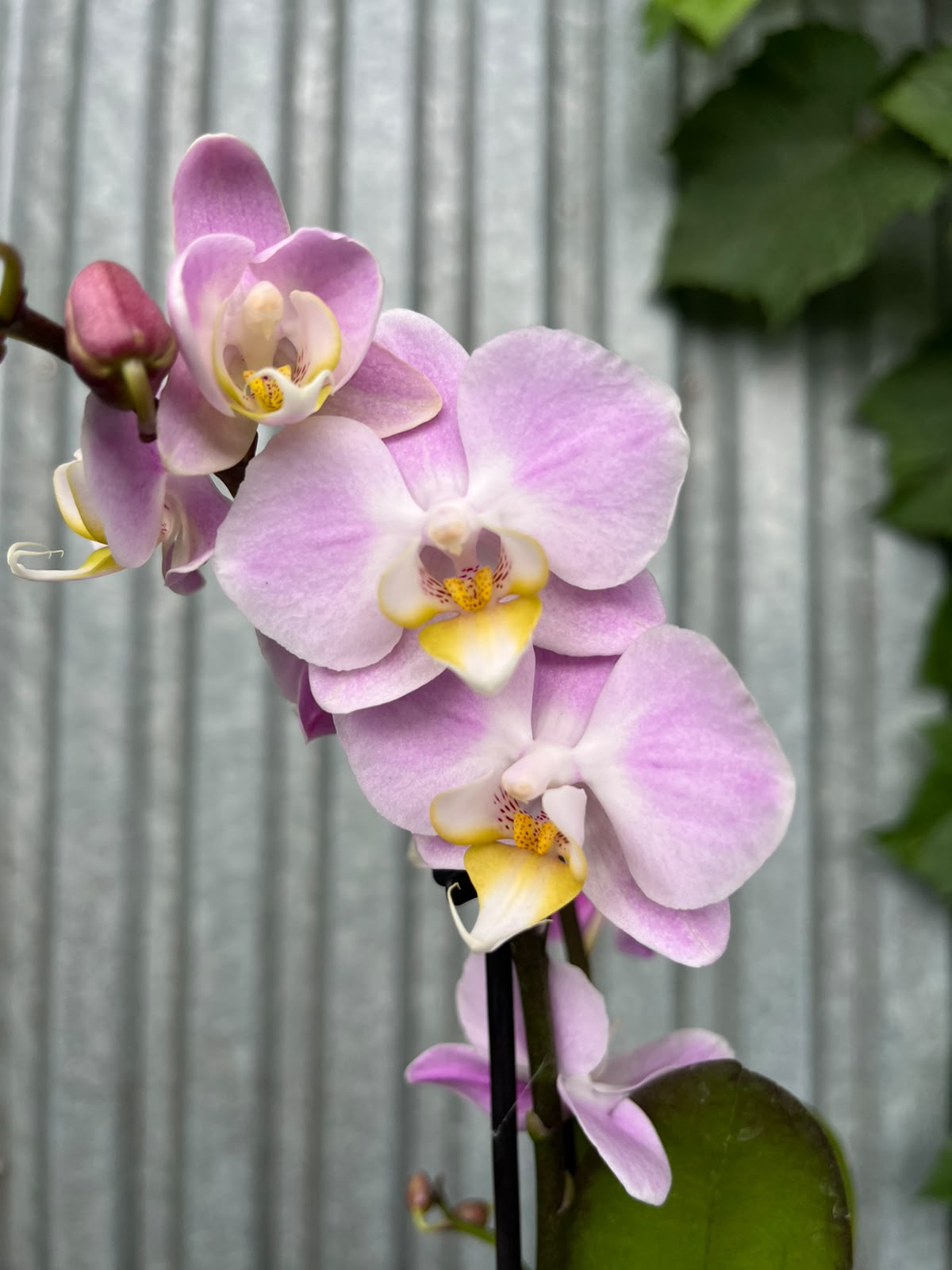 Phalaenopsis Roze | Storczyk
