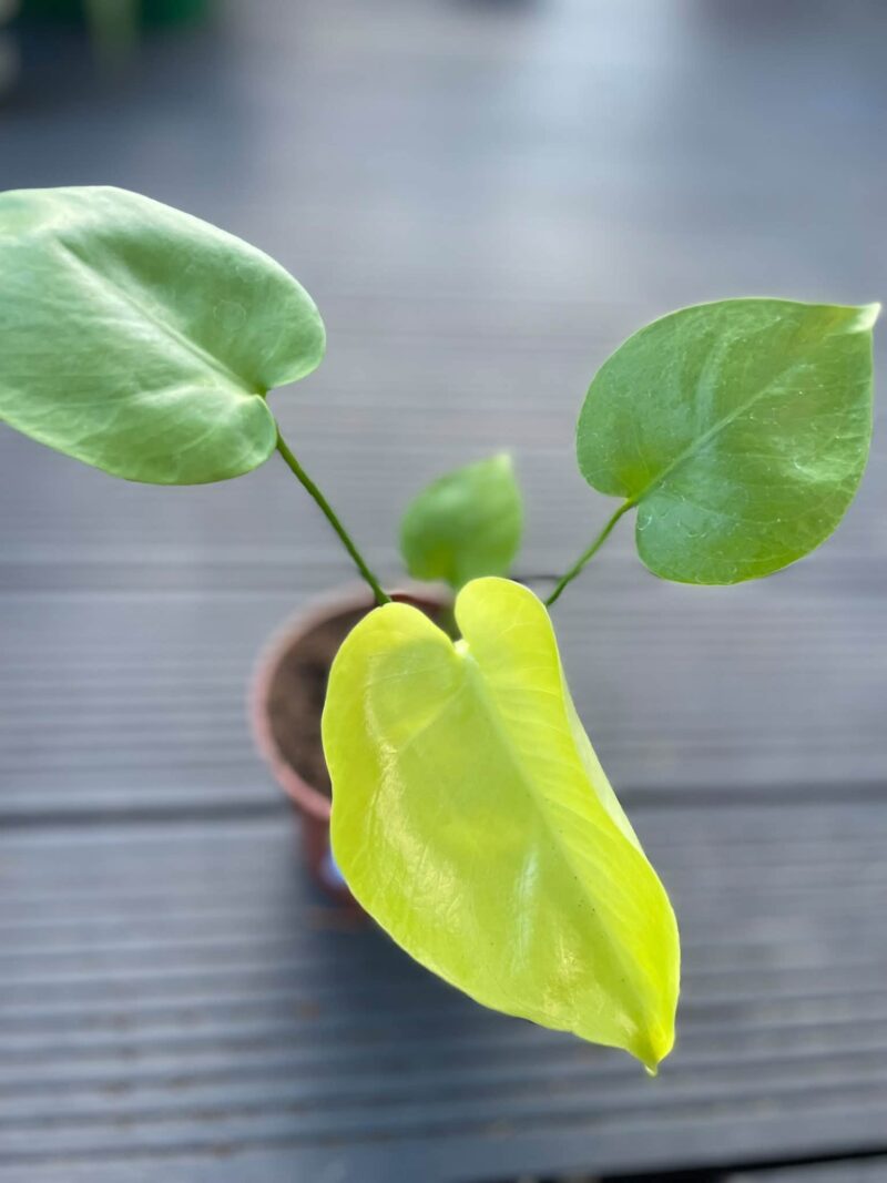 Monstera Triple Yellow