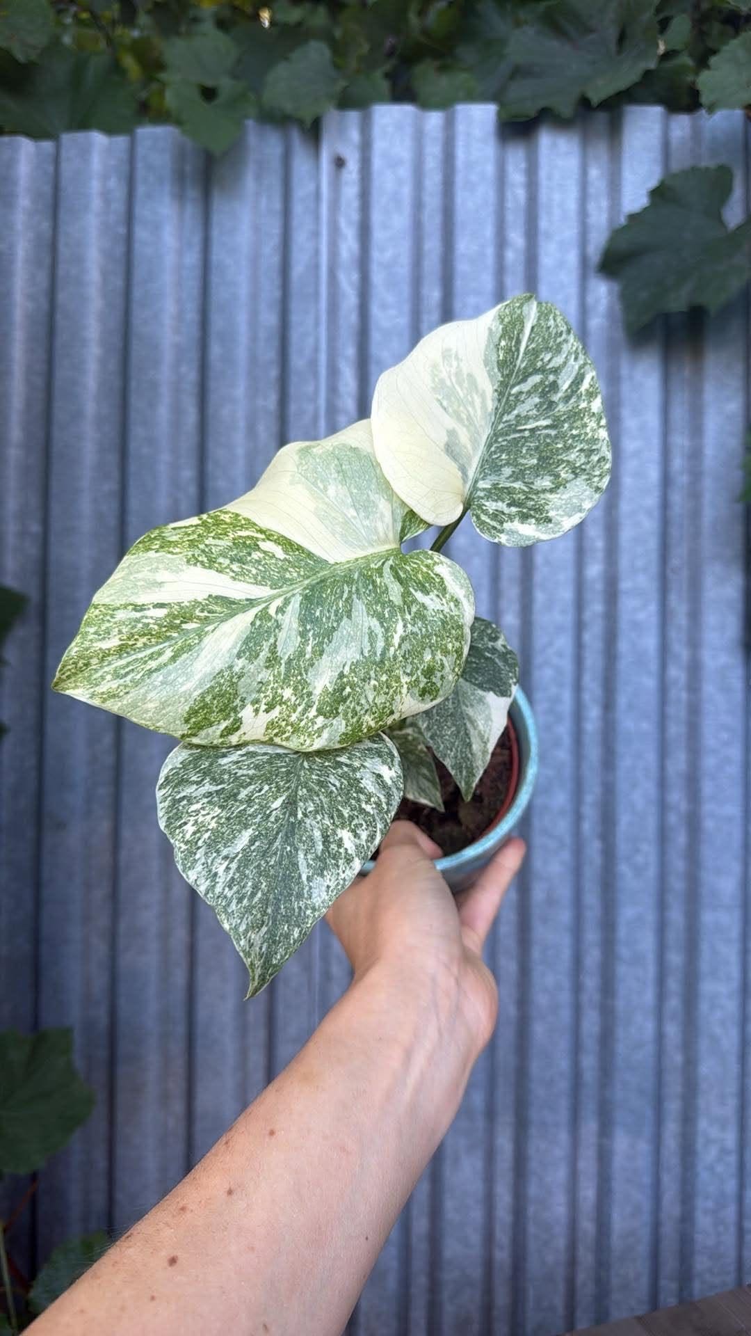 Monstera Legacy
