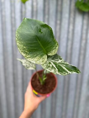 Monstera Devil Monster