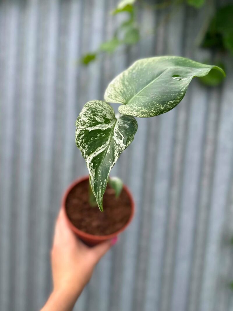 Monstera Devil Monster