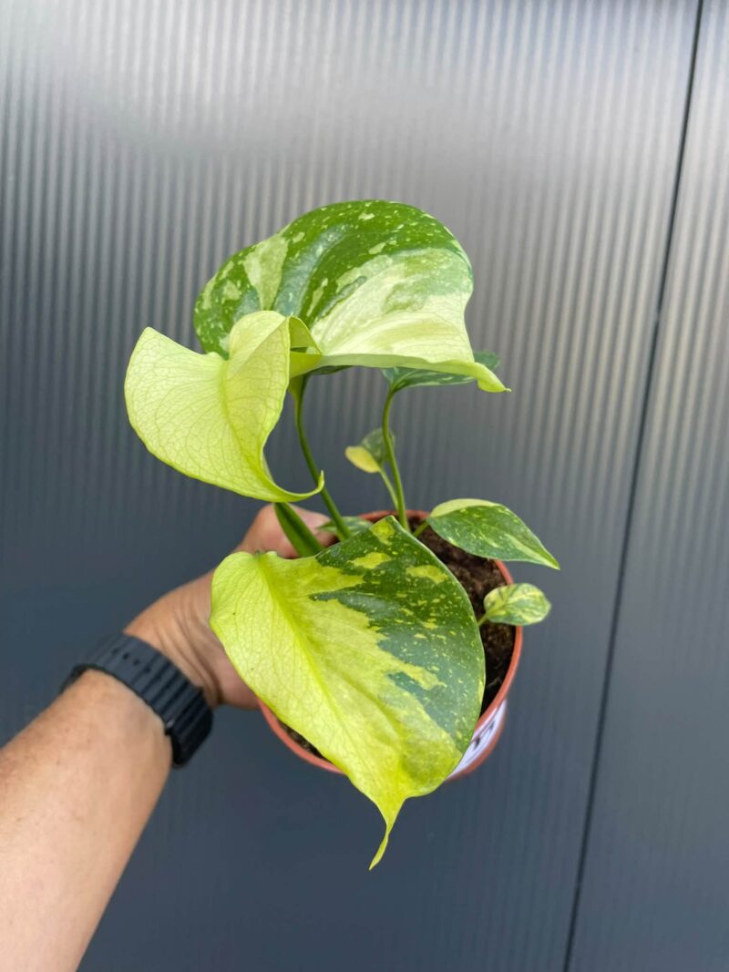 Monstera Electrolight