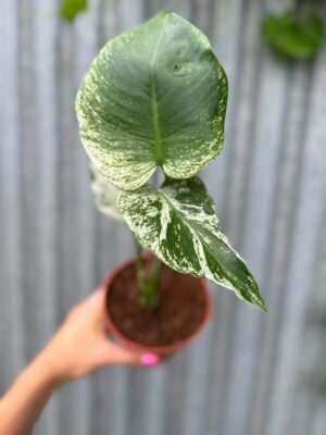 Monstera Devil Monster