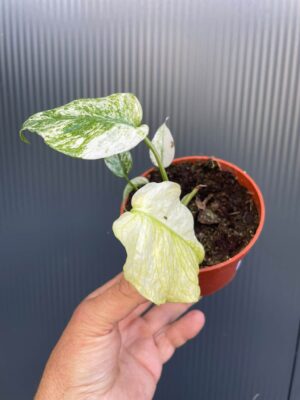 Monstera White Monster (Mint)