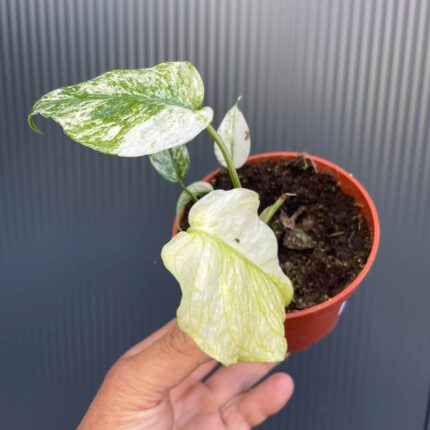 Monstera White Monster (Mint)