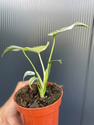 Monstera White Monster (Mint)