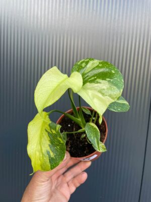 Monstera Electrolight
