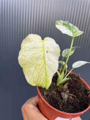 Monstera White Monster (Mint)