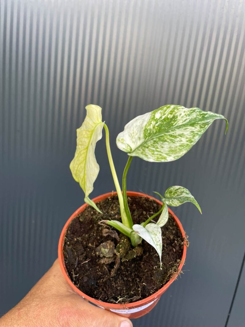 Monstera White Monster (Mint)