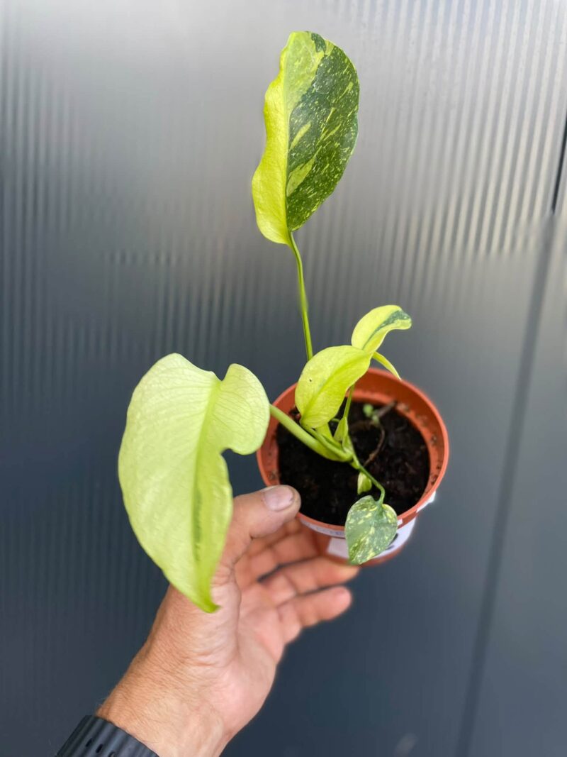 Monstera Electrolight